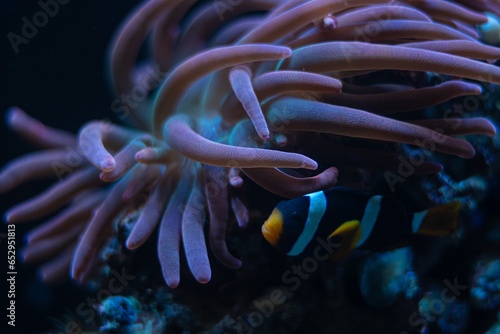 bubble tip anemone move poison tentacles in flow, pink fluorescent animal coexist and protect Clark's anemonefis, live rock stone, reef marine aquarium for experienced, LED actinic blue low light © Valeronio