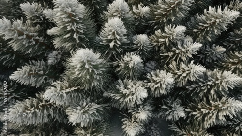 A bunch of pine trees covered in snow