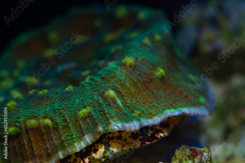 space invader chalice coral polyp detail in strong current, fluorescent animal on live rock, demanding pet for experienced aquarist, LED actinic blue low light, nano reef marine aquarium macro concept