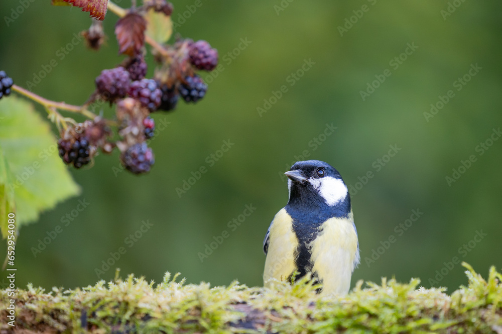 Obraz premium Beautiful Great Tit (Parus major) perched on a log with blackberries in the background - Yorkshire, UK in September