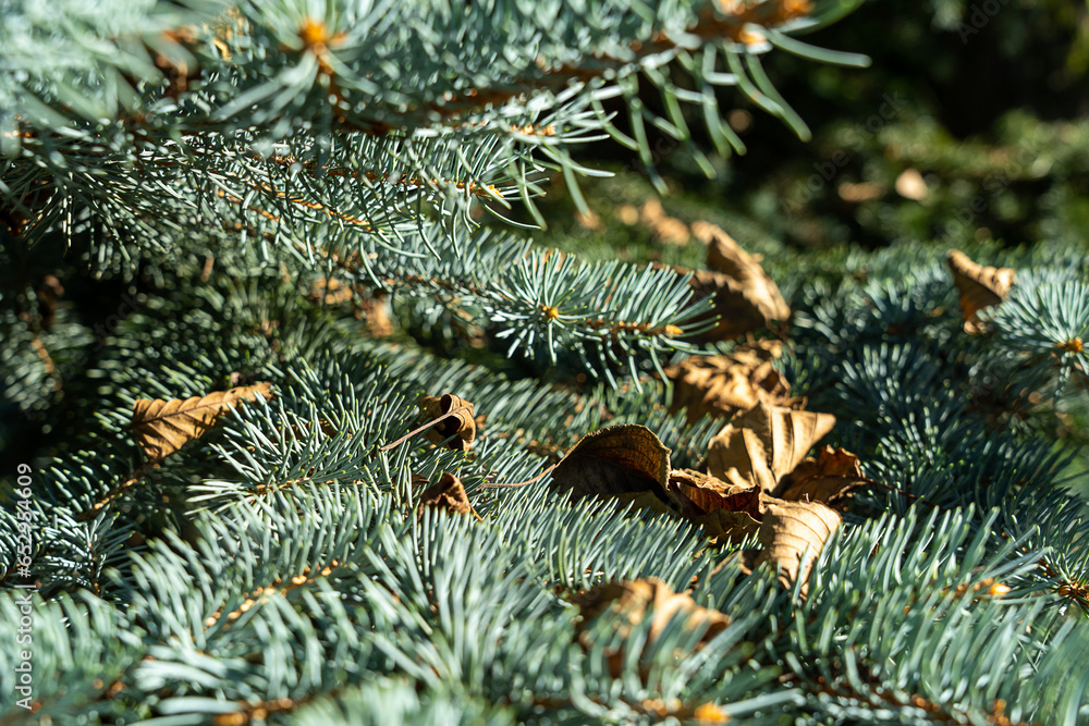 blue needles close up, Christmas tree branch close up dry leaves , background texture 