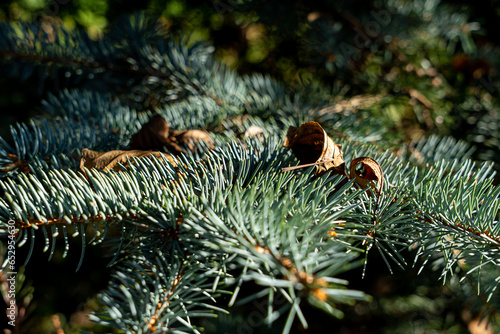 blue needles close up, Christmas tree branch close up dry leaves , background texture 