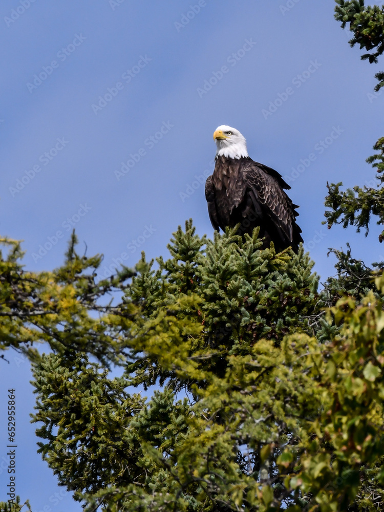 Obraz premium American Bald Eagle perched and flying above the pine trees under blue skies