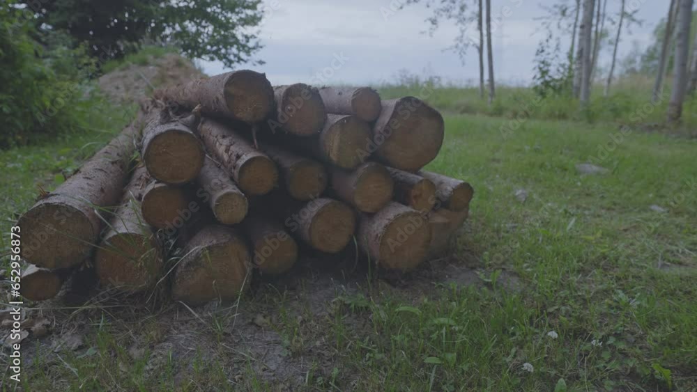 Huge bunch of freshly sawn logs lie on green grass in garden among trees. Weighty bunch of sawn logs prepared for winter lie at country house Huge bunch of freshly sawn logs lie on green grass in garden among trees. Weighty bunch of sawn logs prepared for winter lie at country house