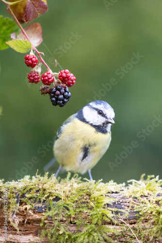 Blue Tit (Cyanistes caeruleus) perched on a log near blackberries - Yorkshire, UK in September