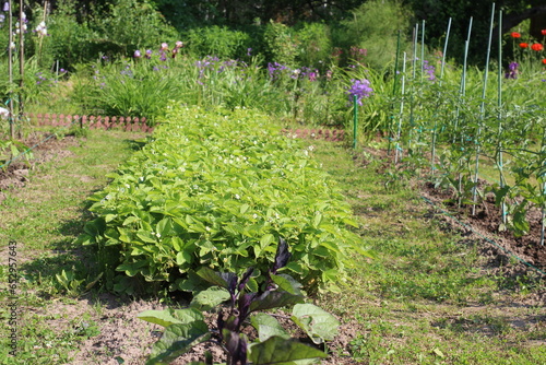 beds with tomatoes and strawberries in the spring garden