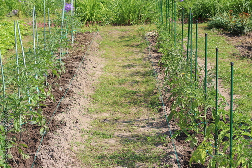 planted tomatoes in the beds