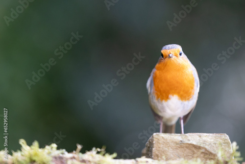 European Robin (Erithacus rubecula) with colourful red breast perched on a stone - Yorkshire, UK in early Autumn