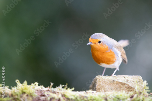 European Robin (Erithacus rubecula) with colourful red breast perched on a stone - Yorkshire, UK in early Autumn © Helen