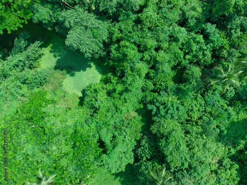 Aerial view video of deep green forest.