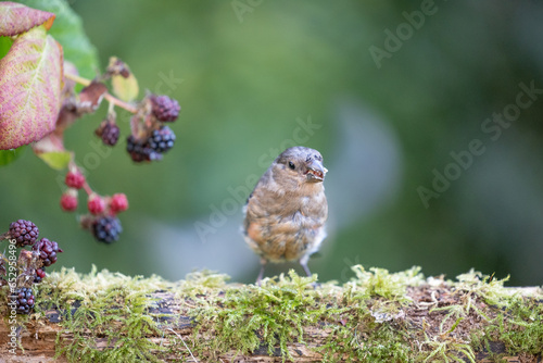Young male Eurasian Bullfinch (Pyrrhula pyrrhula) perched on a log with blackberries - Yorkshire, UK in Autumn