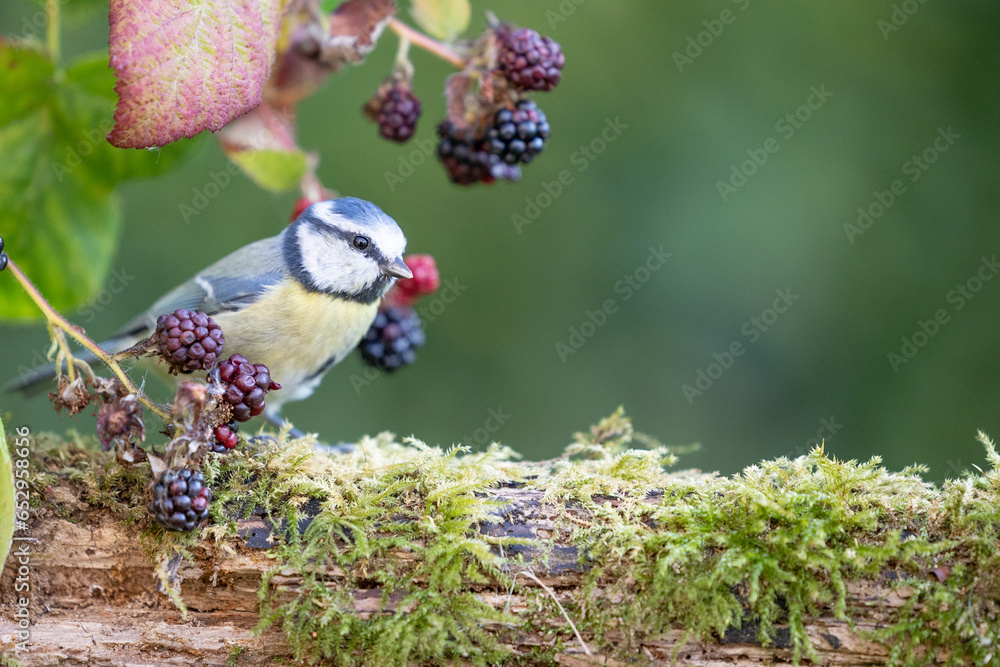 Stunning Blue Tit (Cyanistes caeruleus) perched on a log amongst blackberries in a garden - Yorkshire, UK in September