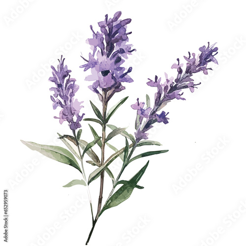 Violet watercolor lupine branch. Colorful floral element isolated on white. Lavender flowers. Spring fresh watercolor illustration. Watercolor sketch.vector lavender 