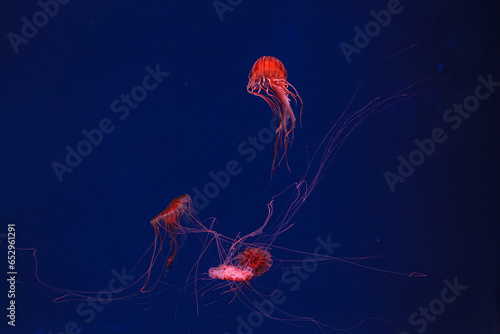 underwater photography of beautiful jellyfish japanese sea nettle chrysaora pacifica © Minakryn Ruslan 