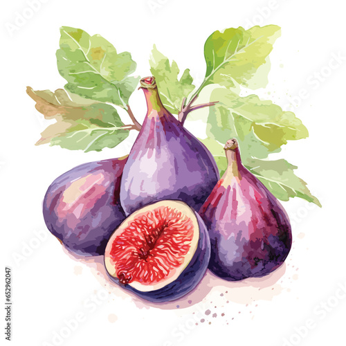 Hand drawn watercolor fig painting on white background. isolated on white background
