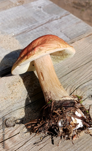 Young boletus mushroom