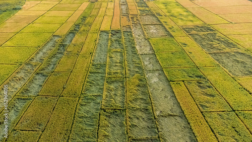 Aerial View of Crops Damaged by Wind and Rain During Harvest Season photo