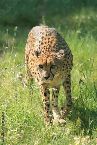 Gepard w oliwskim zoo