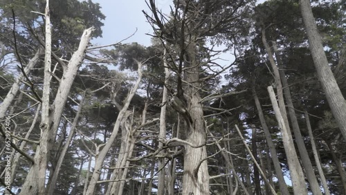 Monterey Cypress Trees on Misty Coastline of Scenic 17-Mile Drive Pebble Beach at Carmel By The Sea and Big Sur - a Rugged Stretch of California Central Coast