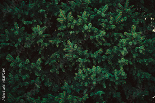 Background  branches of a green spruce. Natural design.