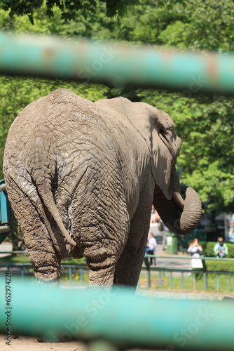Wallpaper Mural elephant in zoo Torontodigital.ca