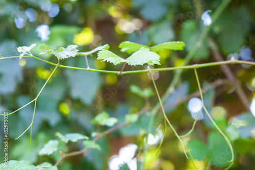 vine leaves with drops