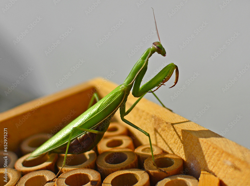 modliszka zwyczajna na drewnianym domku dla owadów (Mantis religiosa), Adult green female of Praying Mantis   - obrazy, fototapety, plakaty 