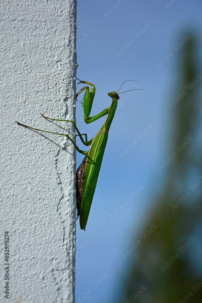 modliszka zwyczajna na niebieskim tle (Mantis religiosa), Adult green female of Praying  Mantis  - obrazy, fototapety, plakaty 