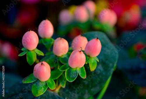 dziurawiec bezwonny magical beauty (Hypericum × inodorum), rózowe owoce dziurawca ozdobnego, pink hypericum x inodorum berries 