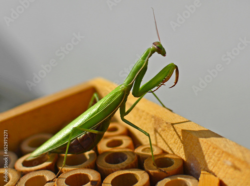 modliszka zwyczajna na drewnianym domku dla owadów (Mantis religiosa), Adult green female of Praying Mantis  