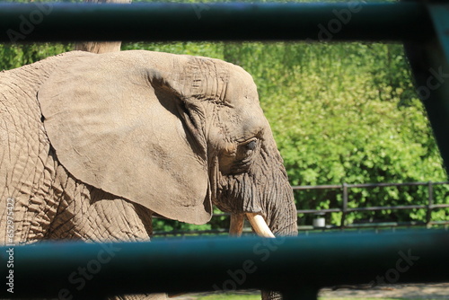 Wallpaper Mural elephant in zoo Torontodigital.ca