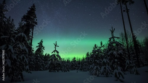 A time lapse of the aurora borealis lights illuminating the starry sky behind snowy trees in winter in Pirkanmaa, Finland