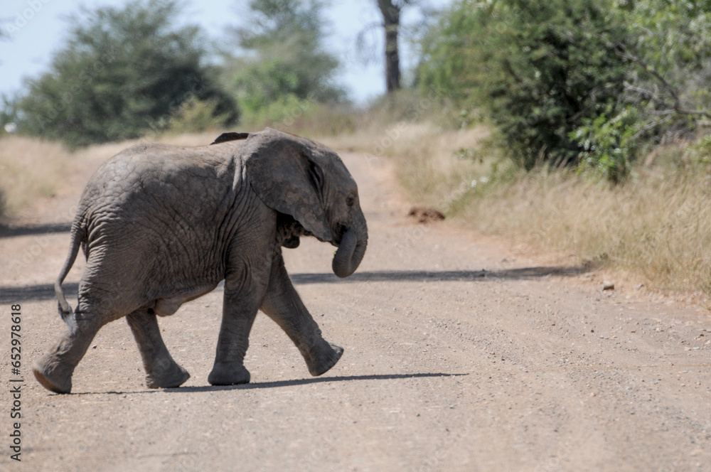 Fototapeta premium cute little elephant calf discovers the surroundings and stares directly into the lens of the wildlife photographer at kruger national park in south africa