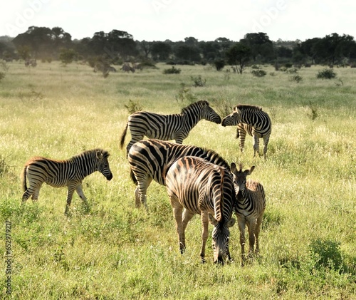 Zebra family in Africa