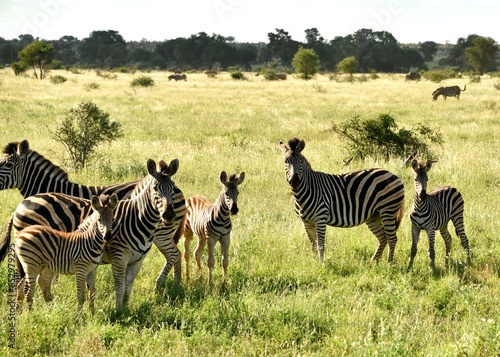 Zebra family in Africa