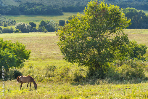 Horse grazing on a green meadow next to a tree in the summer sun