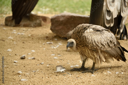 Vulture walking around in Africa 