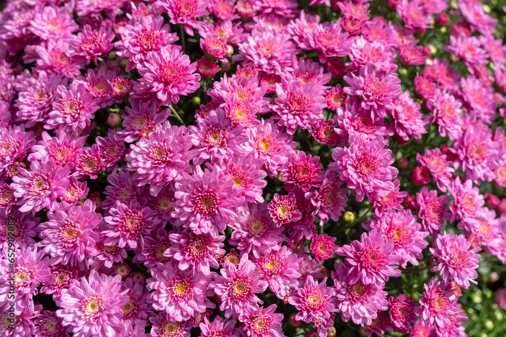 Bright Pink Mums at Farmer's Market Blooming in Time for the Fall Holiday Season