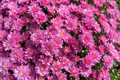 Bright Pink Mums at Farmer s Market Blooming in Time for the Fall Holiday Season