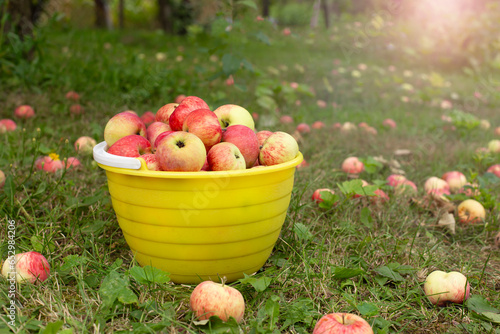 Autumn background - red and yellow apples with a bowl on green grass in the garden.