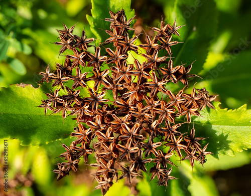 Faded golden root Rhodiola rosea.  
Crassulaceae family. Rhodiola rosea in the form of tea is used to relieve fatigue, overwork, to increase efficiency and endurance.  photo