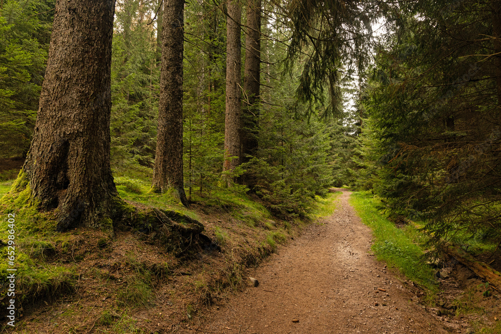 hiking trail in the thuringian forest