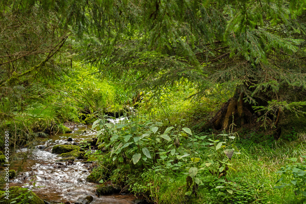 idyllic creek called Löffelbühlsgraben in the Thuringian Forest idyllic creek called Löffelbühlsgraben in the Thuringian Forest