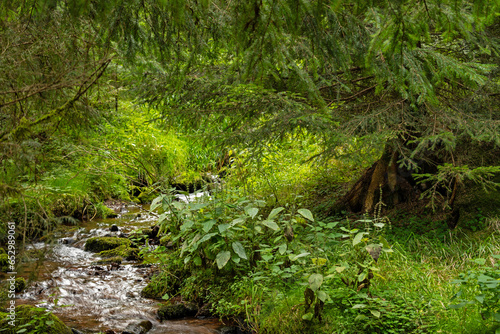 idyllic creek called L  ffelb  hlsgraben in the Thuringian Forest