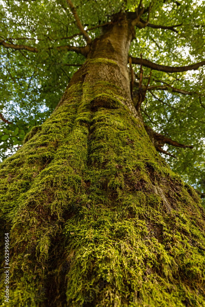 Fototapeta premium old mossy tree in the thuringian forest