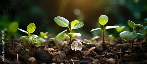 Coins young plant and light bulb placed on green soil with natural background