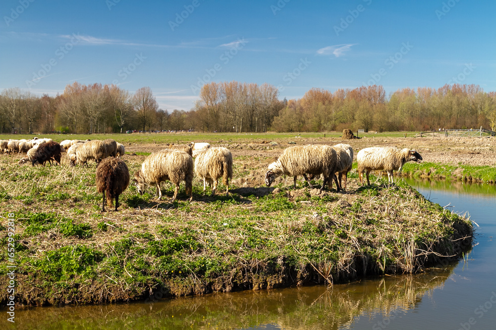 Obraz premium Under the winter sun's golden glow, a group of woolly sheep gathers at the water's edge, creating a heartwarming scene of tranquility and natural beauty.