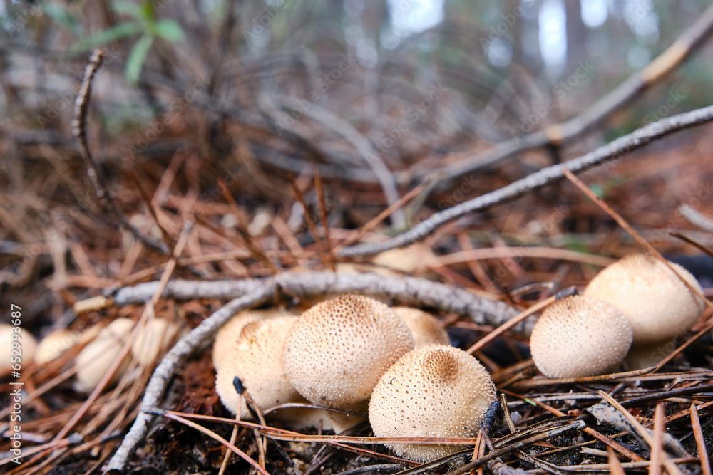 Close up of common puffball mushrooms on forest floor. Close up of common puffball mushrooms on forest floor.