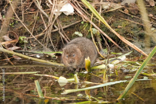 Water Vole by the River photo