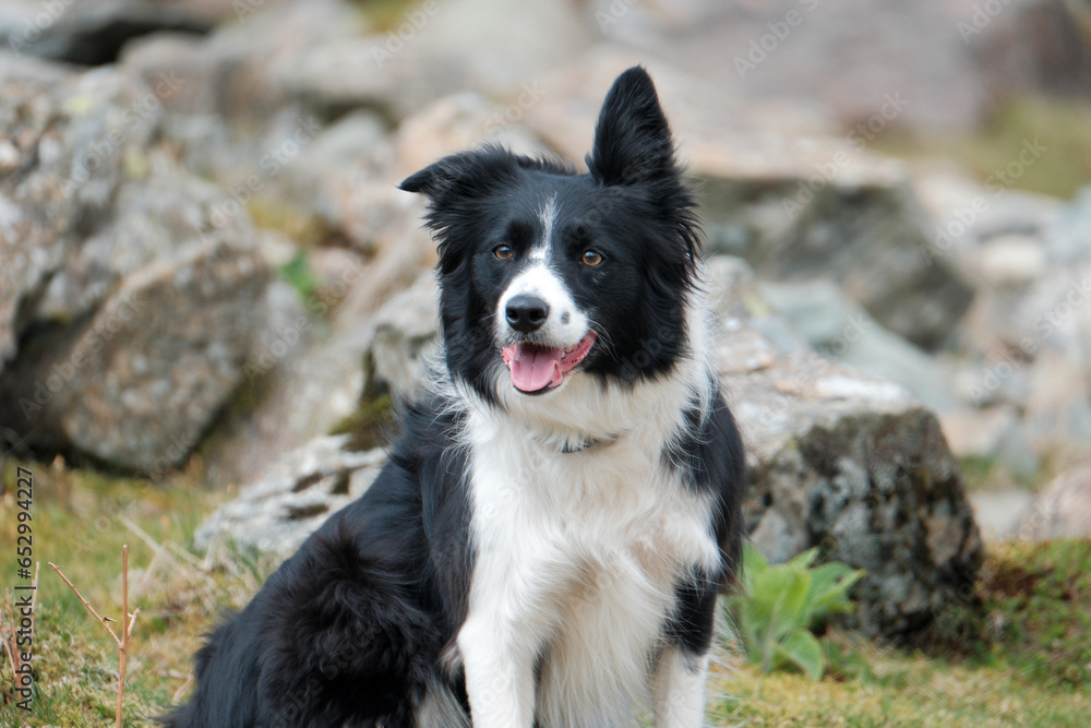 Close Up of a Happy Border Collie on a Mountain